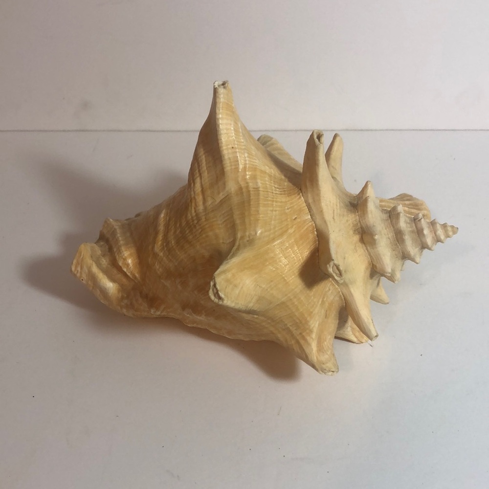 Natural Queen Conch Seashell